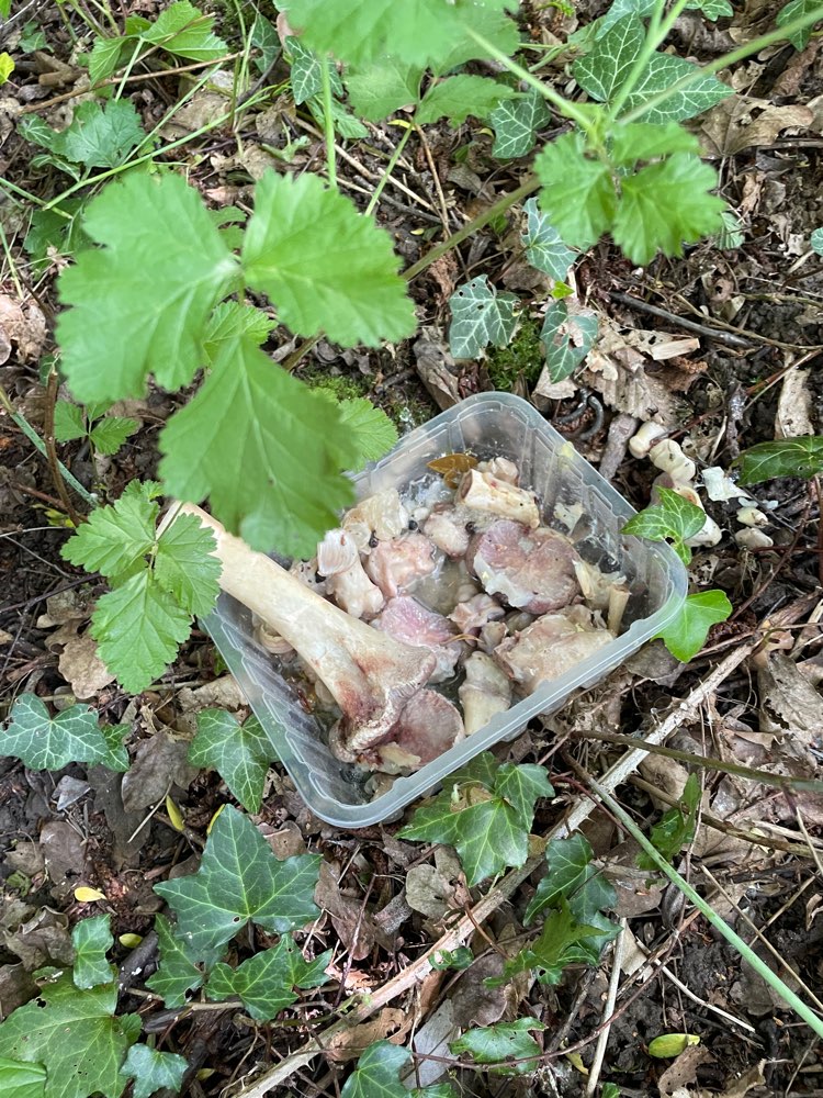 Giftköder-Versteckte Fleischreste und Knochen-Profilbild