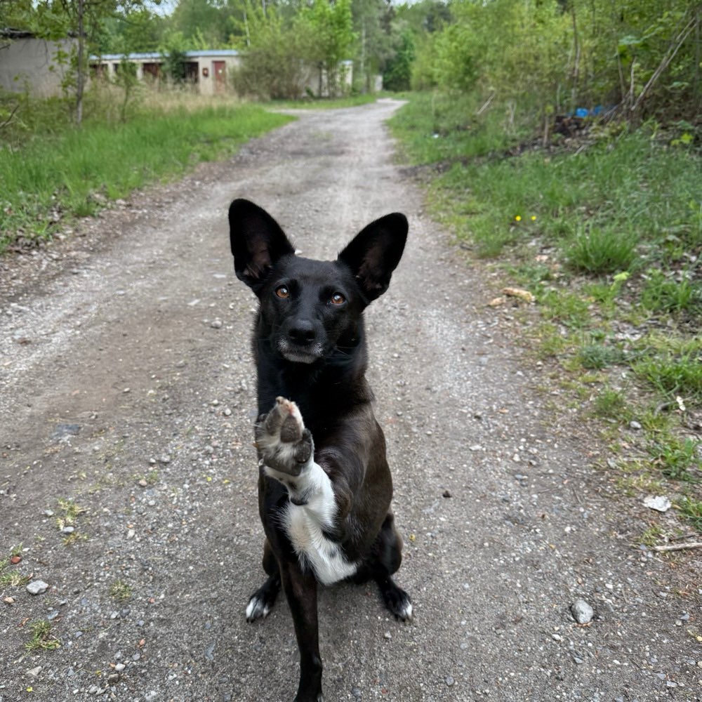 Hundetreffen-gemeinsame Gassirunden-Profilbild