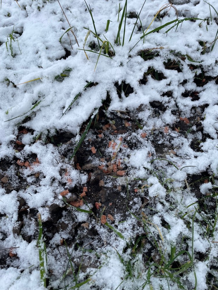 Giftköder-Evtl. Giftköder-Profilbild