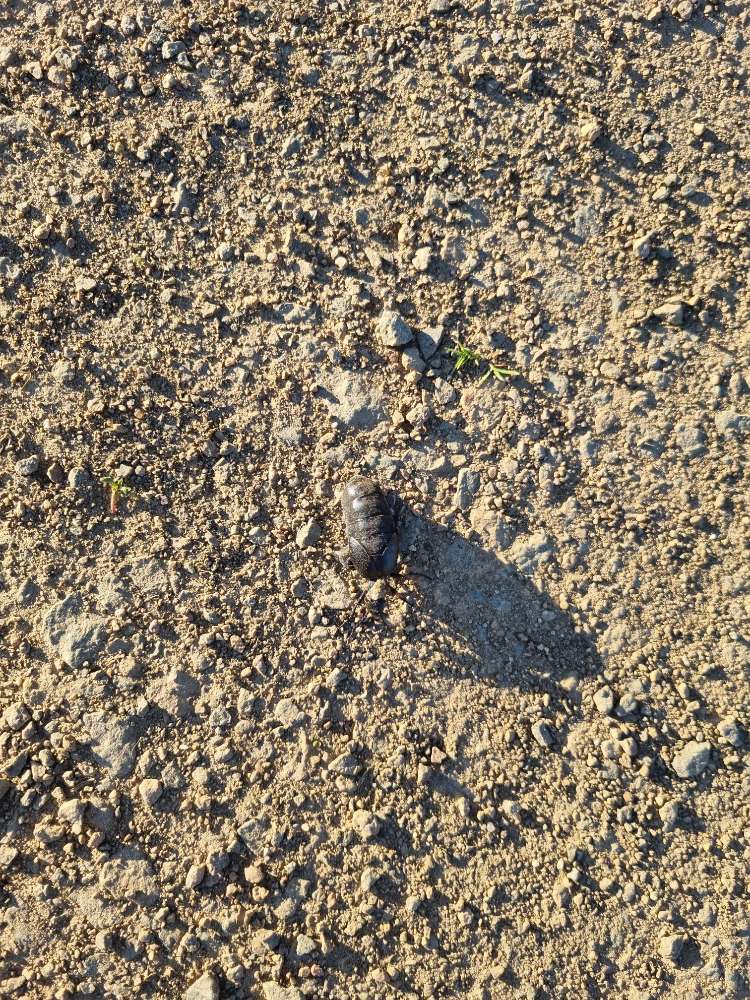 Giftköder-Ölkäfer-Profilbild