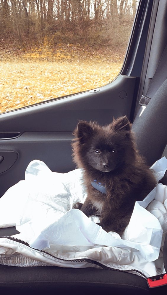 Hundetreffen-Treffen für kleine oder ruhige Hunde-Profilbild