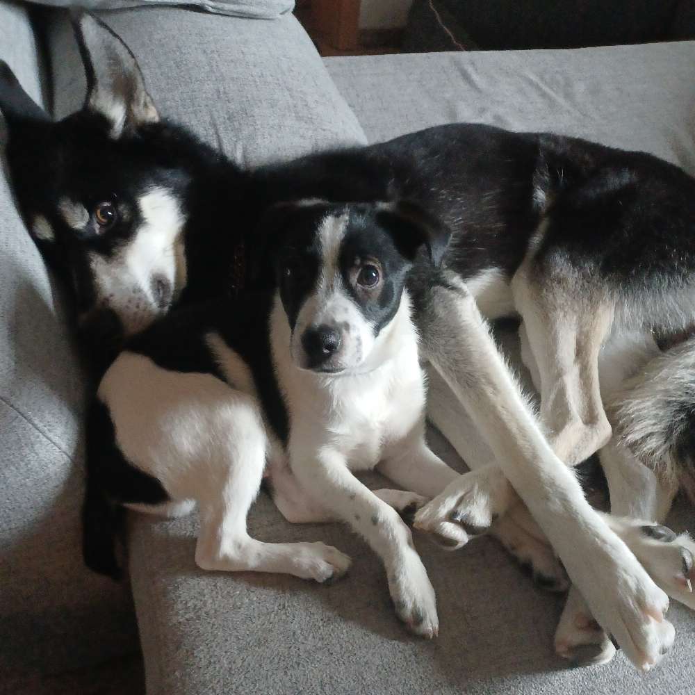 Hundetreffen-Neue Hundefreunde gesucht! 🙃-Profilbild