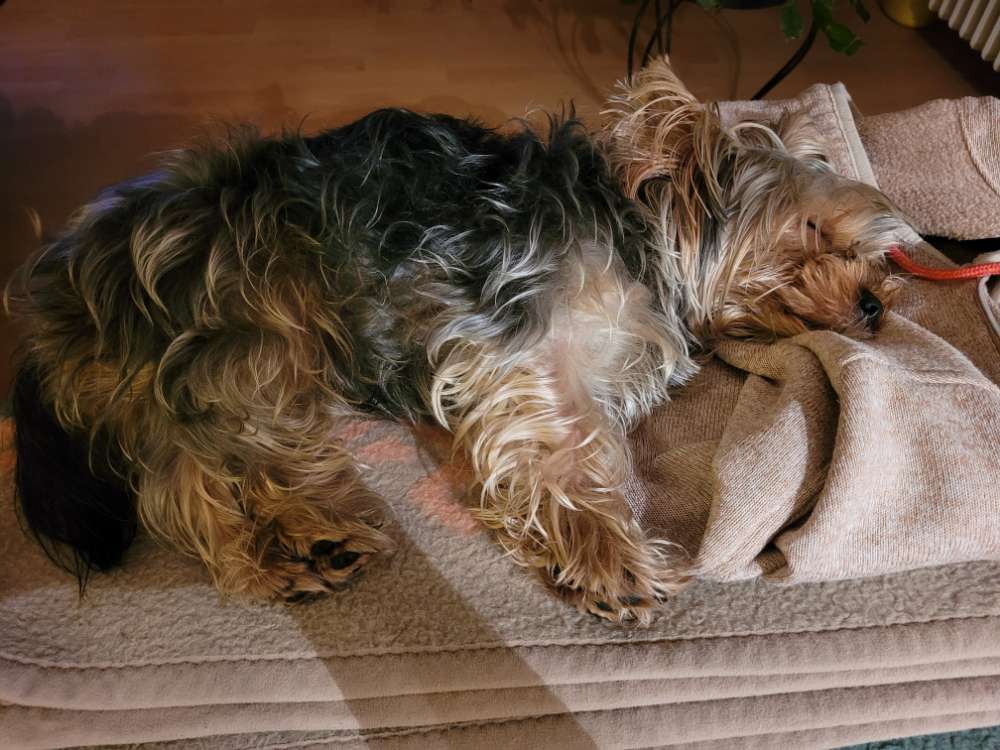 Hundetreffen-Junghund Treffen zum Spielen-Profilbild