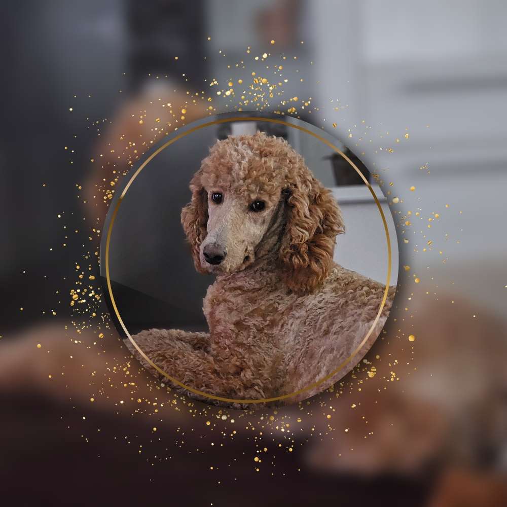 Ersteller:in Positive Hundebegegnungen gesucht Profilbild