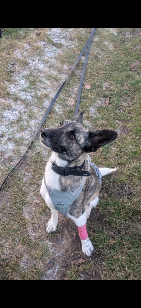 Hundetreffen-Gemeinsame Hunderunde-Profilbild