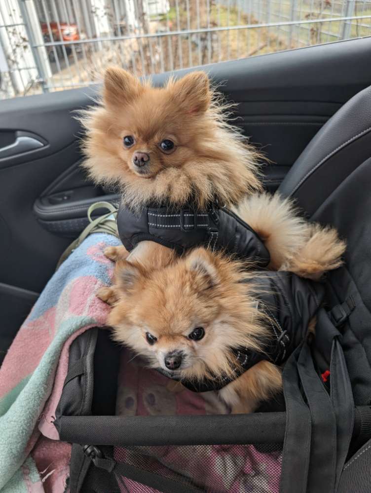 Hundetreffen-Klein Hundetreff-Profilbild