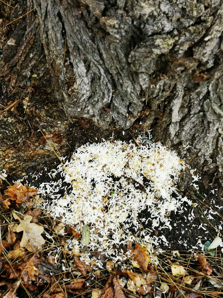 Giftköder-Verdächtiger Reis-Profilbild