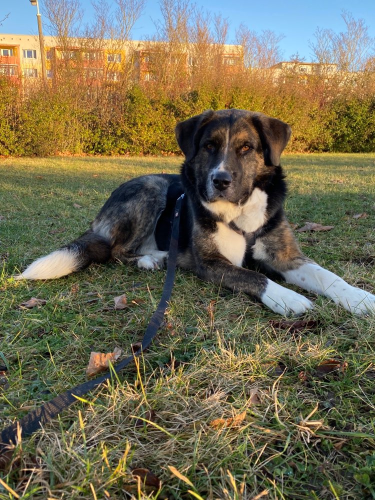 Hundetreffen-Spieletreff in Gera-Profilbild