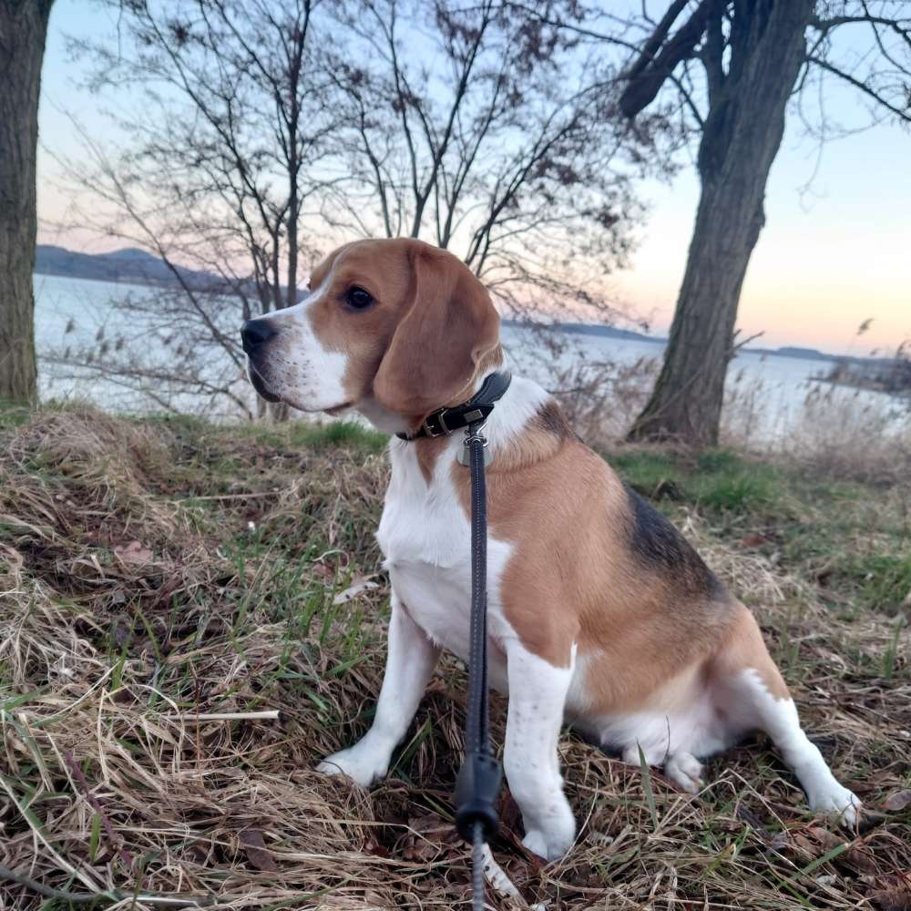 Hundetreffen-Spieltreff oder Spaziergang-Profilbild
