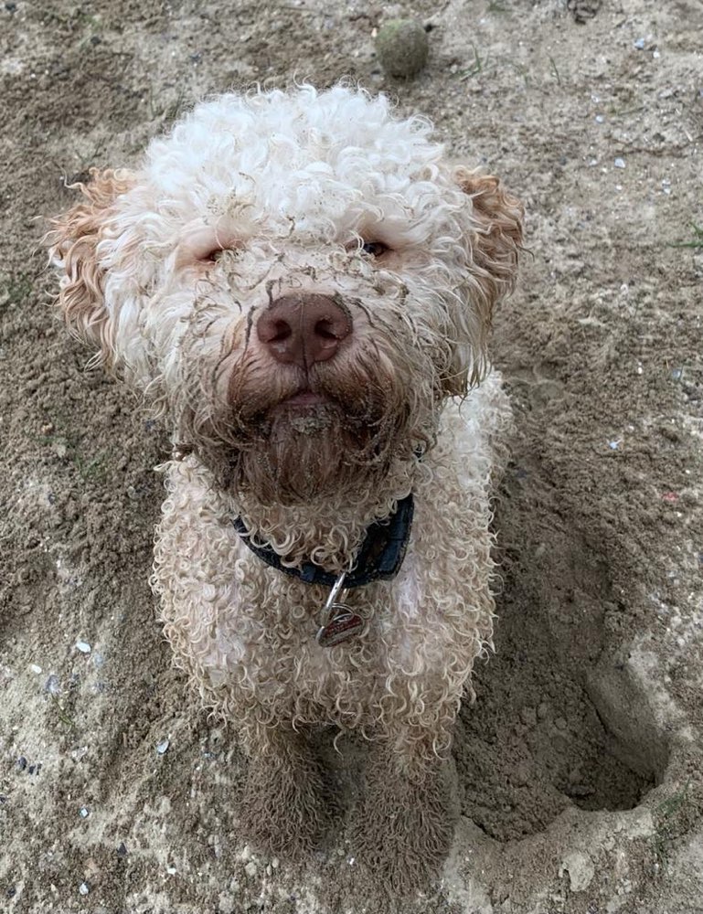 Hundetreffen-Spiel-und Spaziertreffen-Profilbild