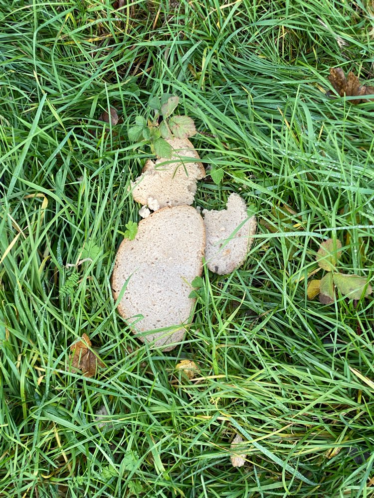 Giftköder-Brot im Gras-Profilbild
