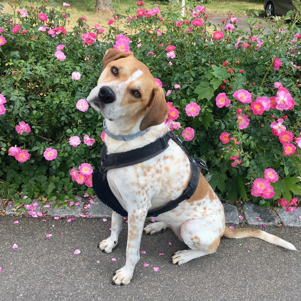 Hundetreffen-Gemeinsame Gassirunde-Profilbild