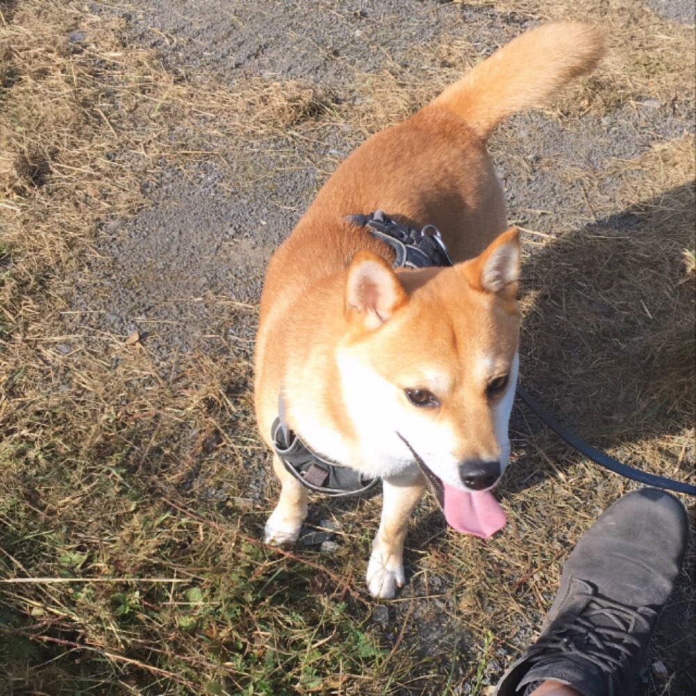 Hundetreffen-Gassirunde/Spielen-Profilbild