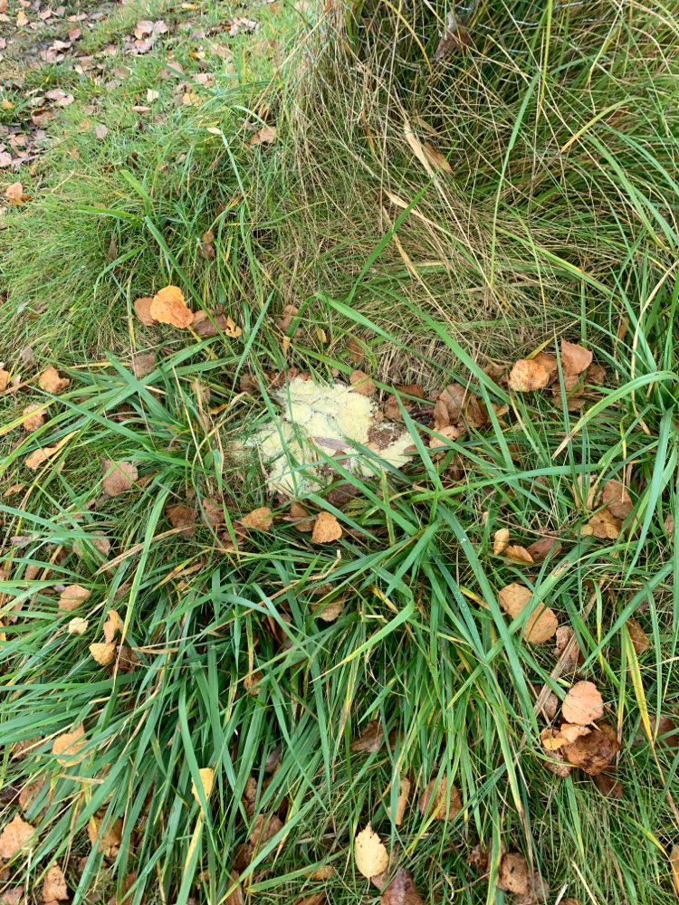 Giftköder-Gelbes Pulver-Profilbild