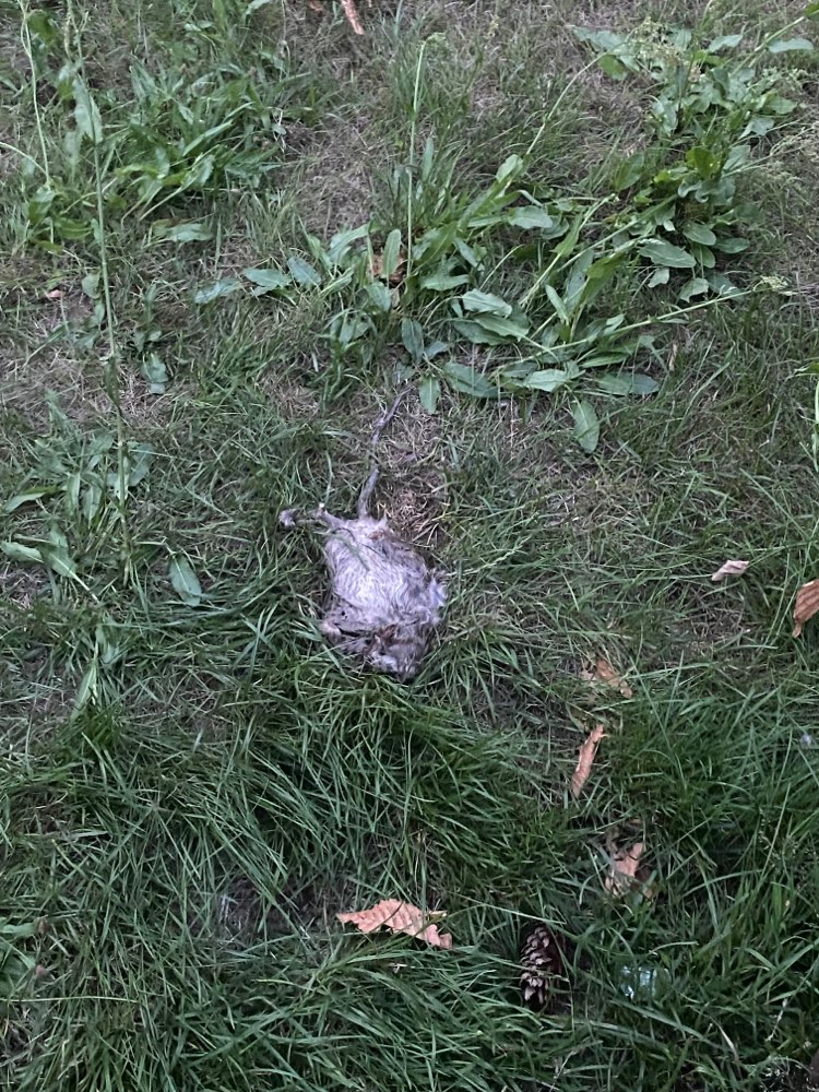 Giftköder-Tote Ratte auf der Wiese-Profilbild