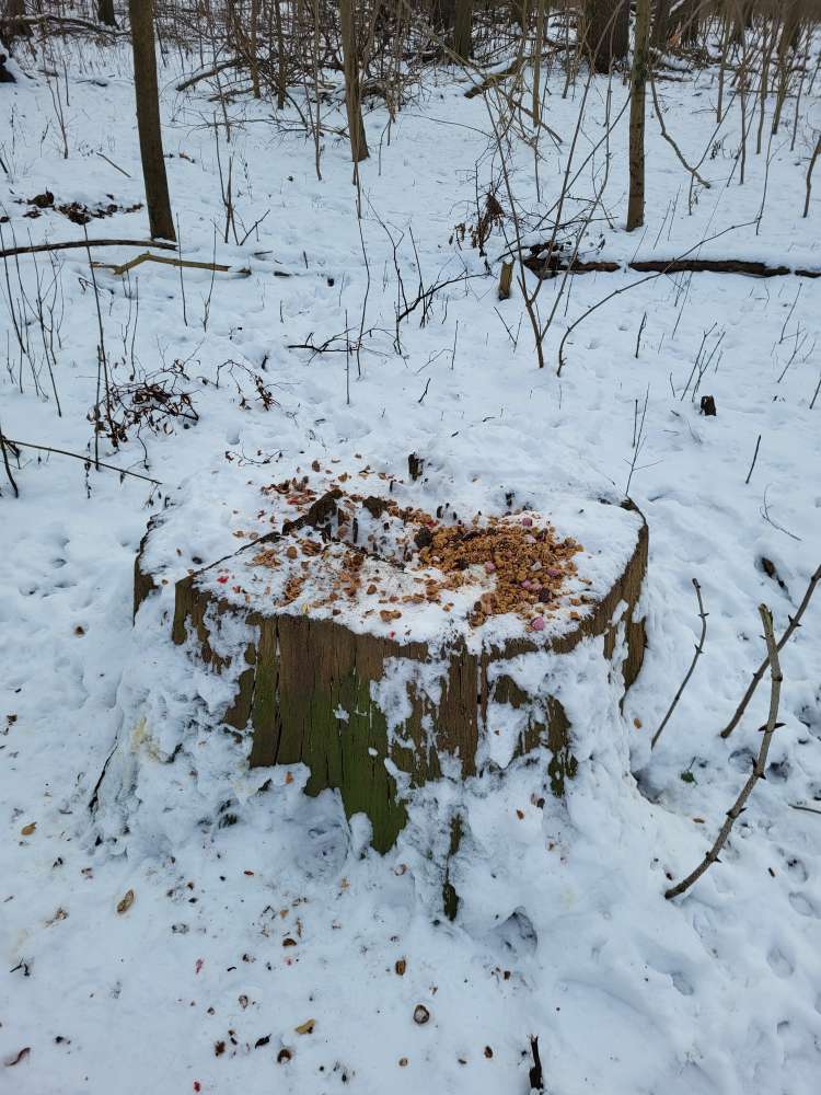Giftköder-Zerkleinerte Lebkuchenstücke-Profilbild