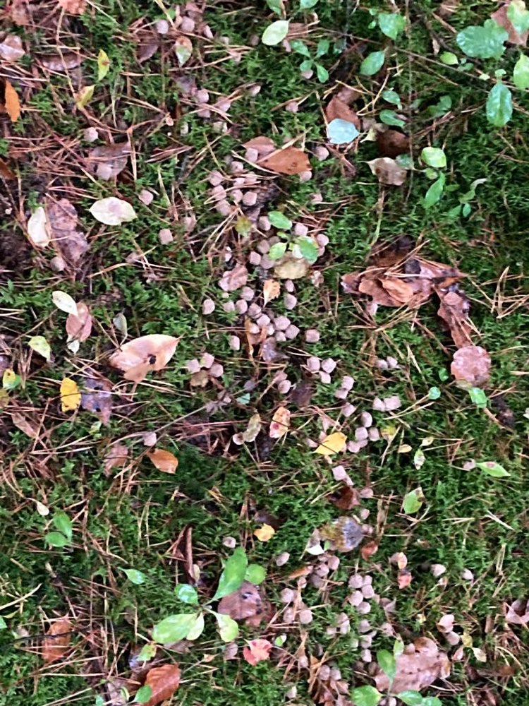 Giftköder-Möglicher Giftköder-Profilbild