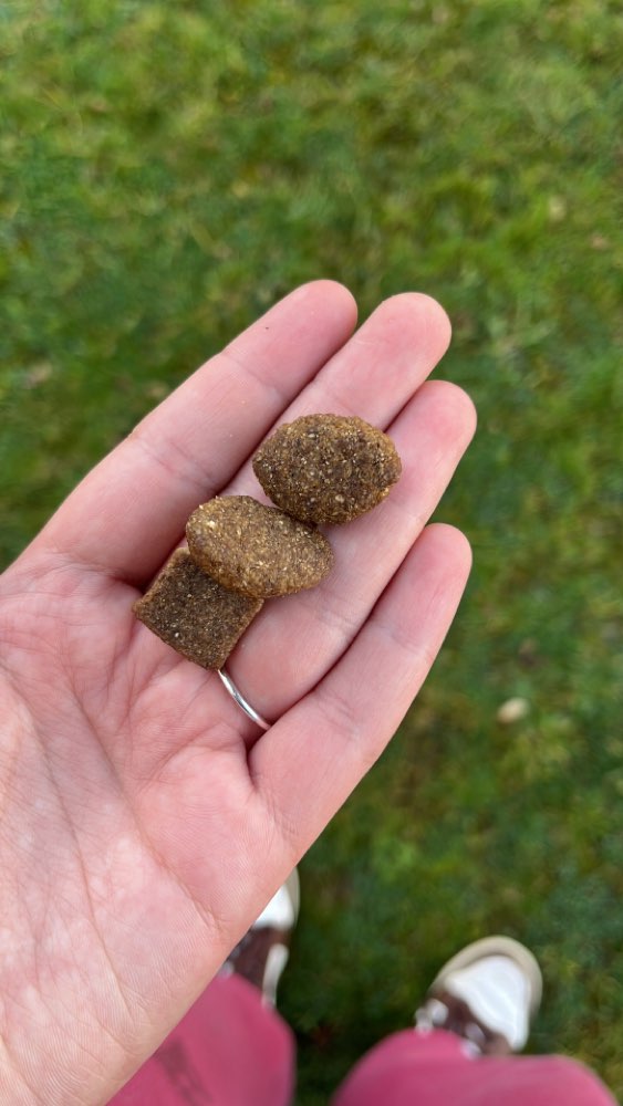 Giftköder-Ggf. Giftköder-Profilbild