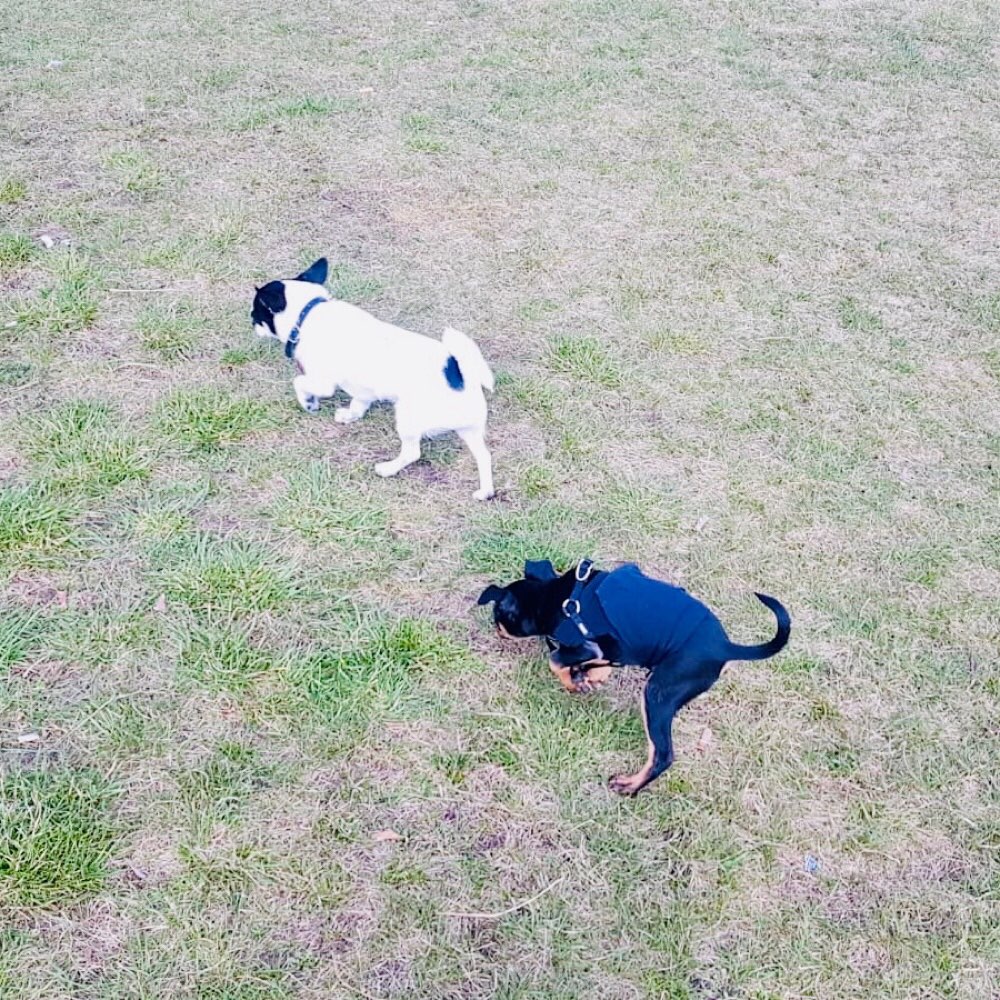 Hundetreffen-Welpentreffen im Kaskelkiez-Profilbild