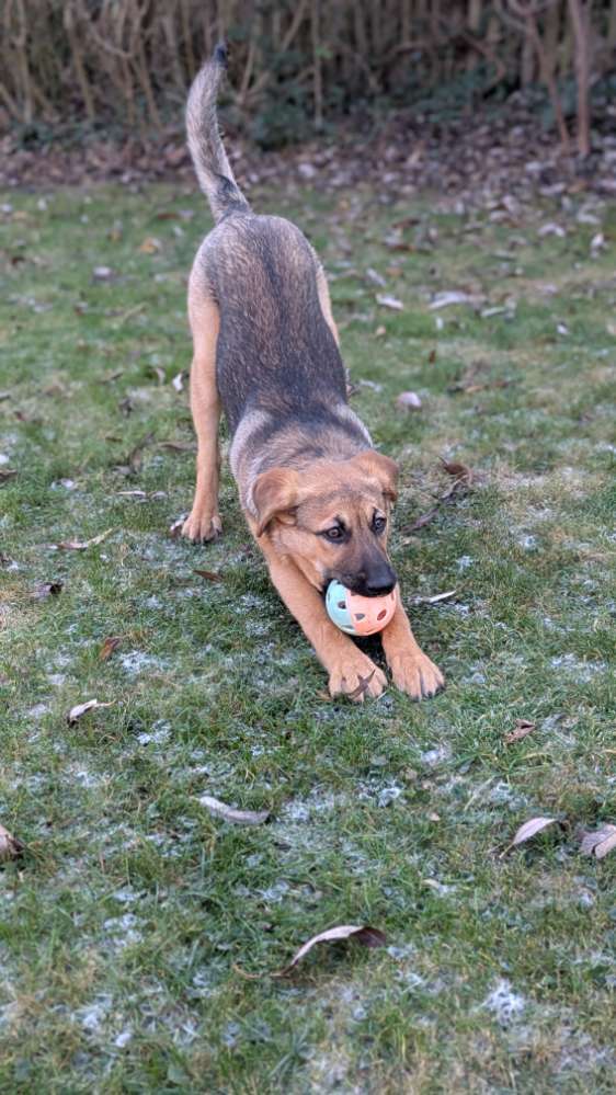 Hundetreffen-Spielgefährte auf eingezäuntem Bereich-Profilbild