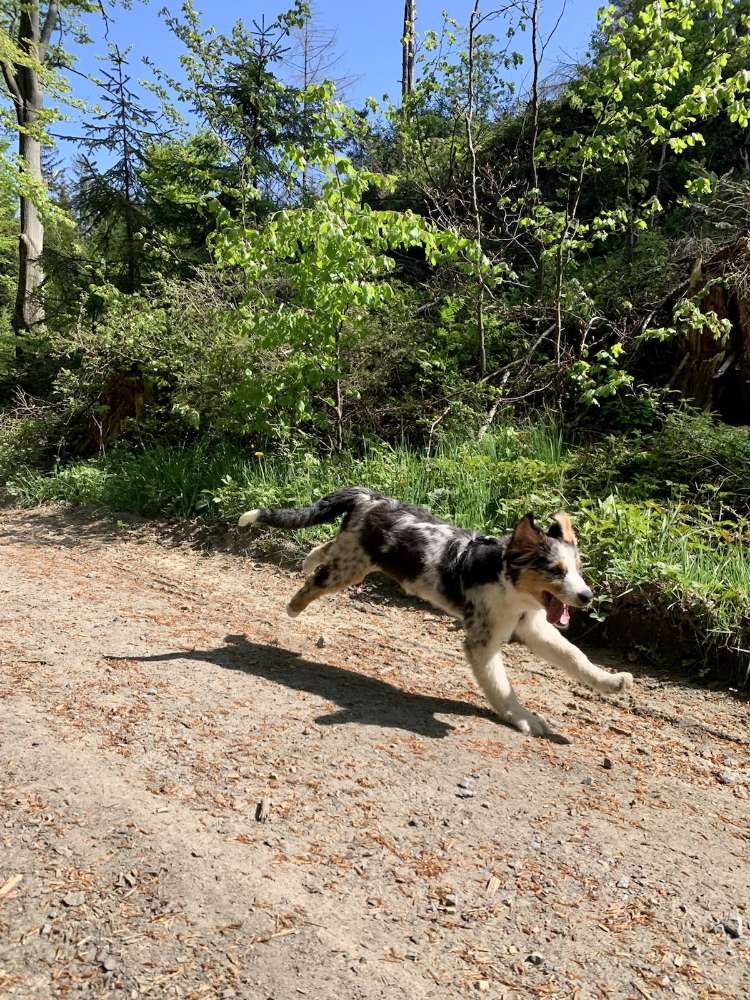 Hundetreffen-Welpenspiele-Treff-Profilbild