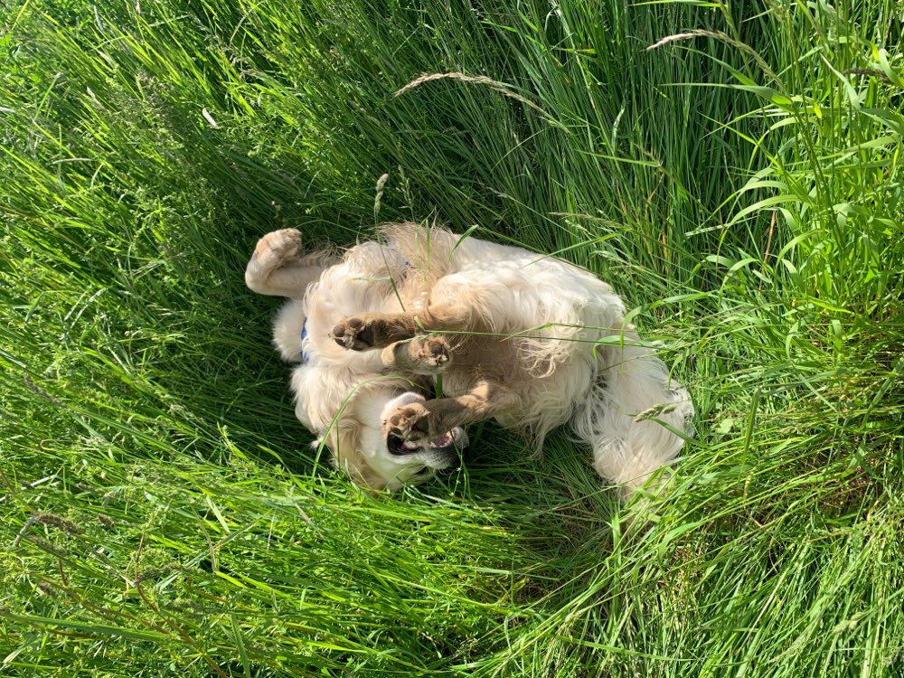 Hundetreffen-Spielkameraden gesucht-Profilbild