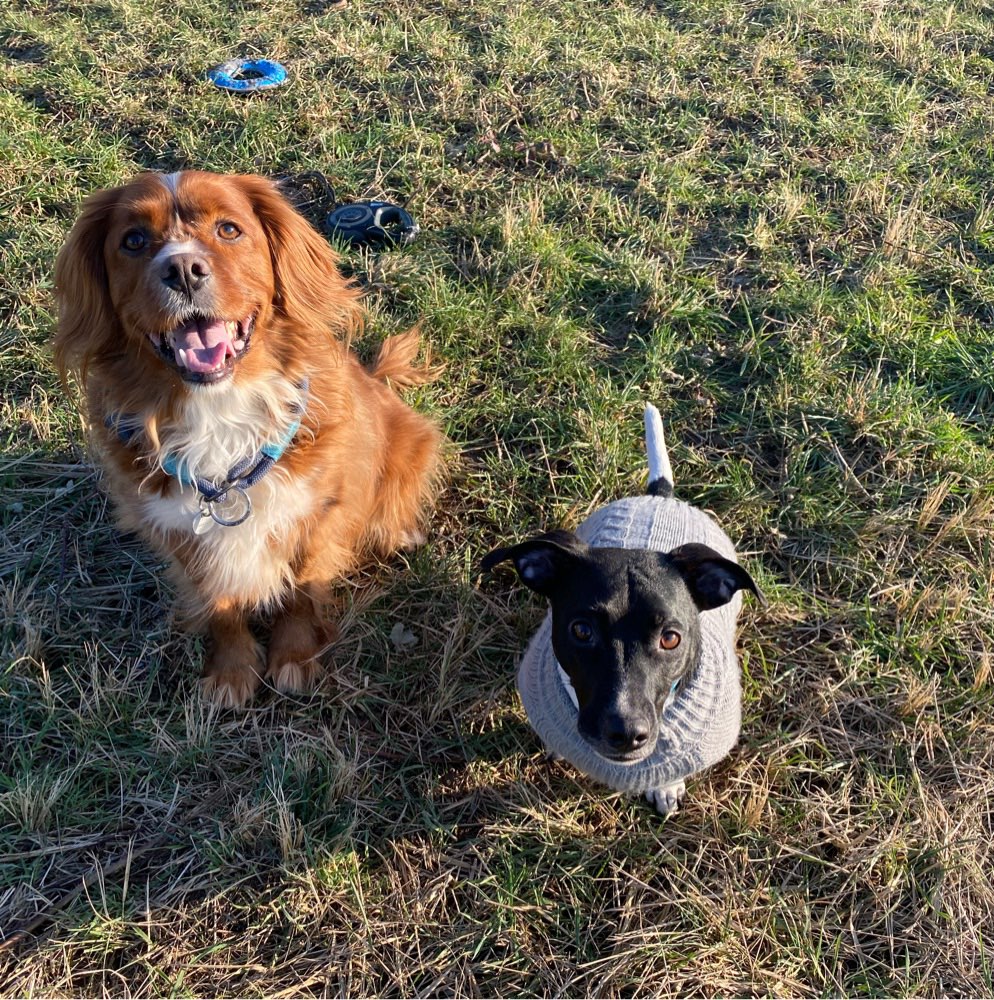 Hundetreffen-Klein und Großhunde treffen in Graurheindorf-Profilbild