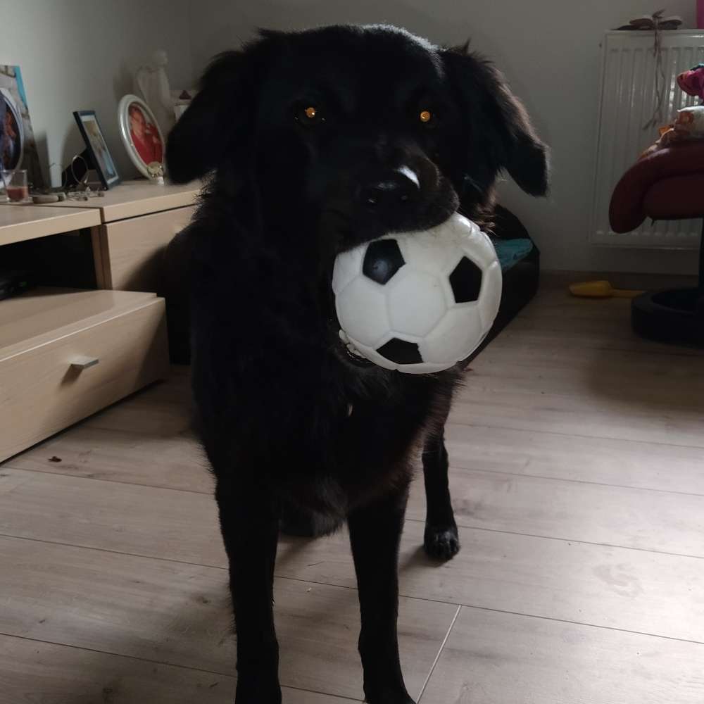 Hundetreffen-Junghunde treffen-Profilbild