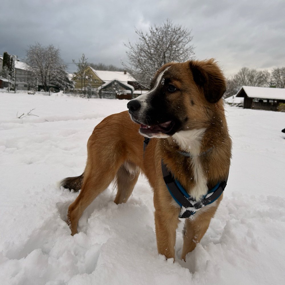 Hundetreffen-Welpen treffen (Laufenburg/luttingen)-Profilbild