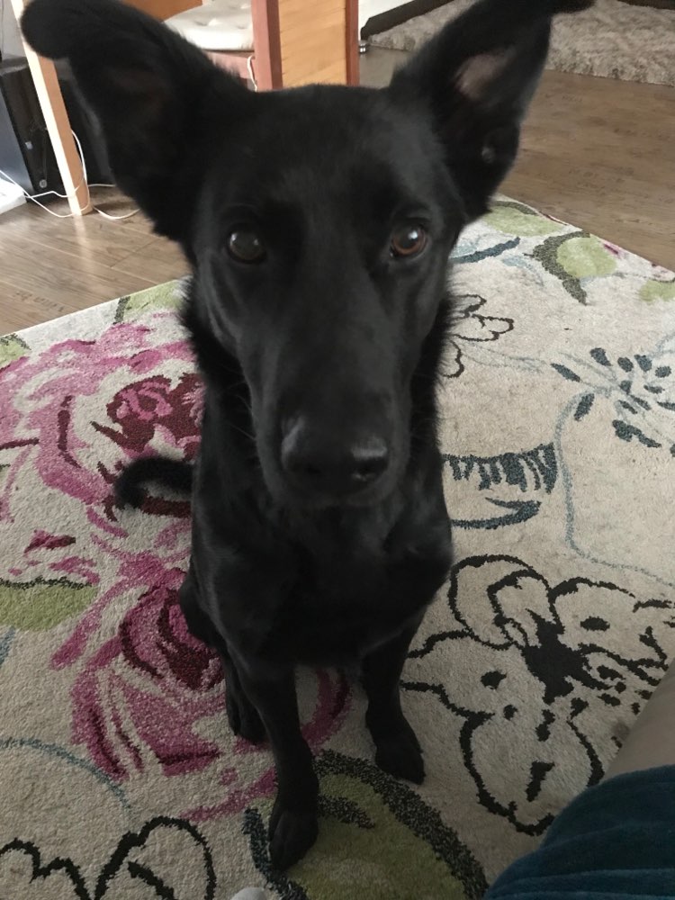 Hundetreffen-Gassirunde, Social Walk, Spieltreff-Profilbild