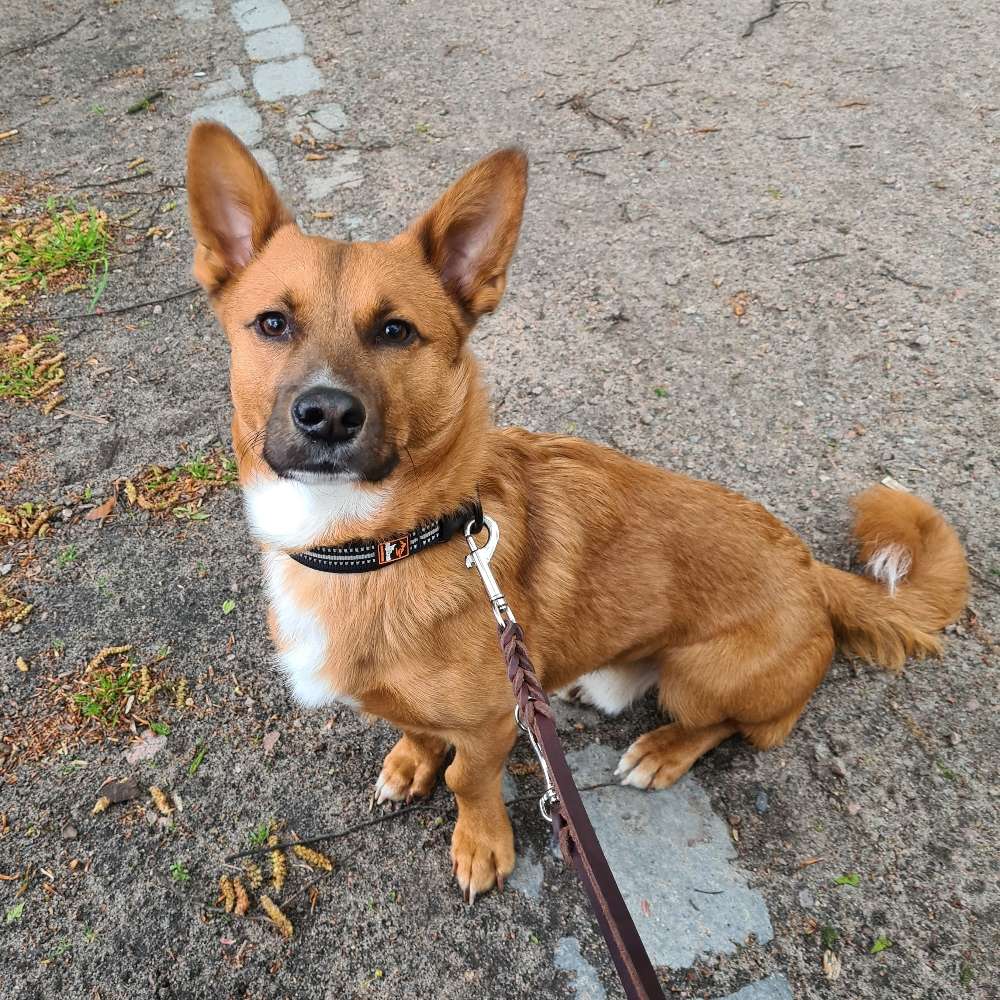 Hundetreffen-Moderierts Spielen-Profilbild