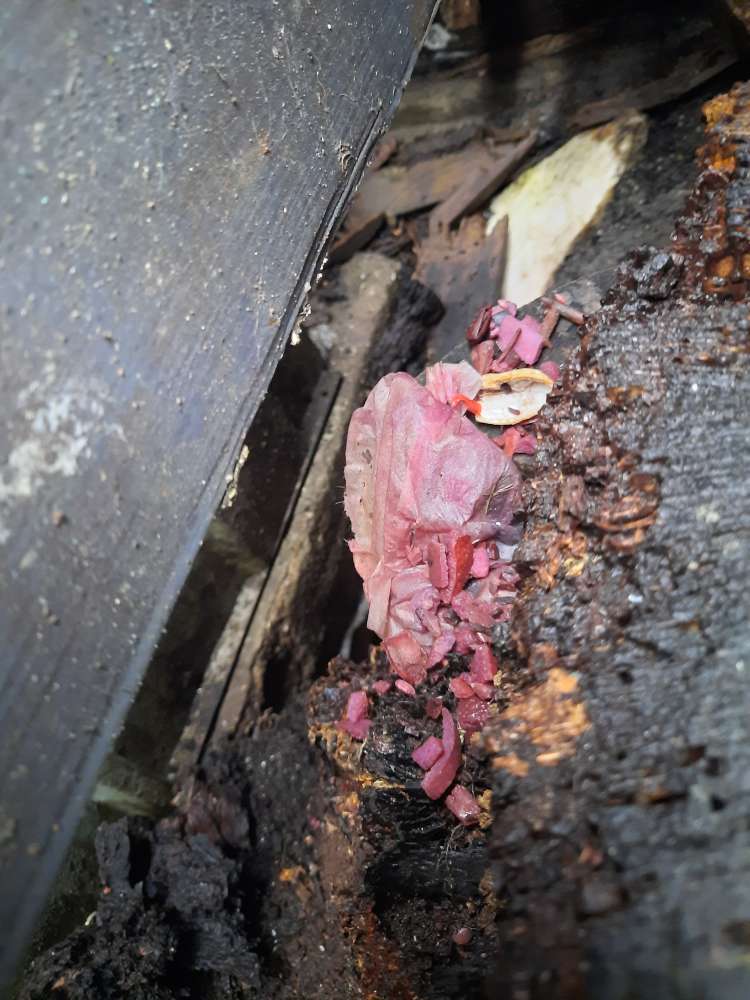 Giftköder-Giftköder-Profilbild