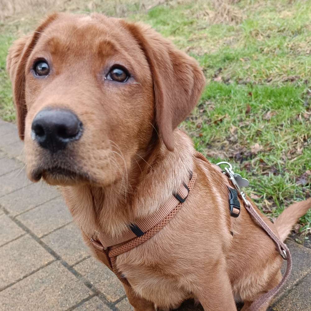 Hundetreffen-Spielgefährte gesucht-Profilbild