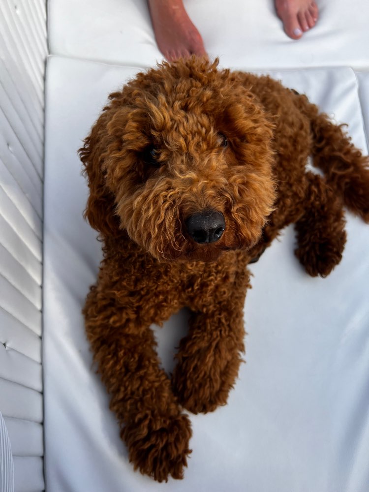 Hundetreffen-Spazieren gehen und spielen-Profilbild