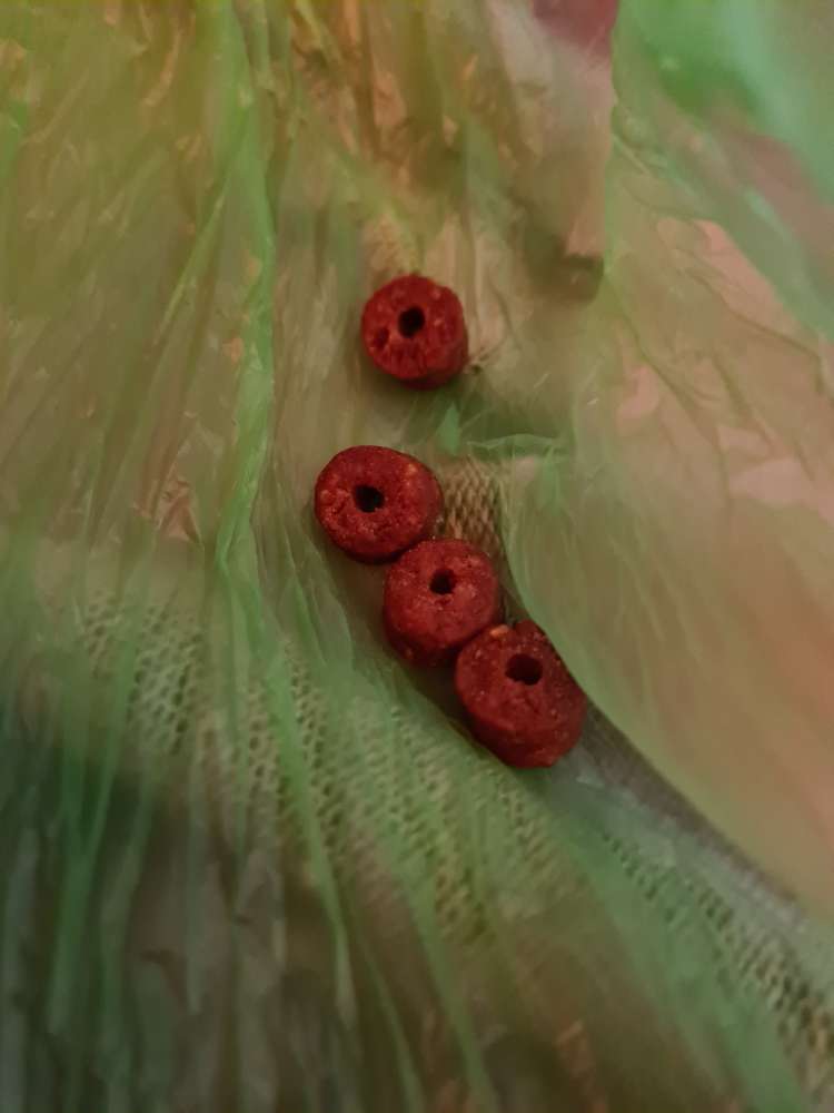 Giftköder-Eventuell Giftköder-Profilbild