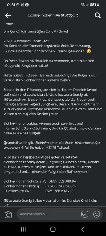 Giftköder-Totes Eichhörnchen, evtl. vergiftet-Profilbild