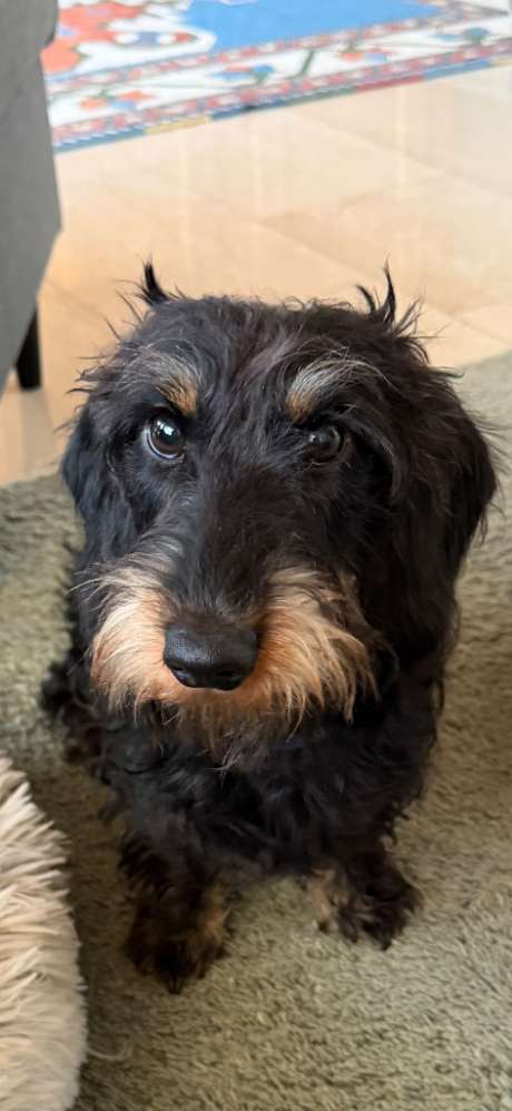 Hundetreffen-Zwergli-Plausch-Spaziergang-Profilbild