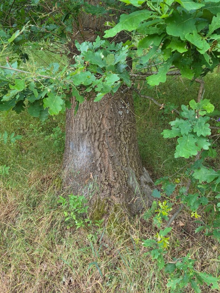 Giftköder-Eichenprozessionsspinner-Profilbild