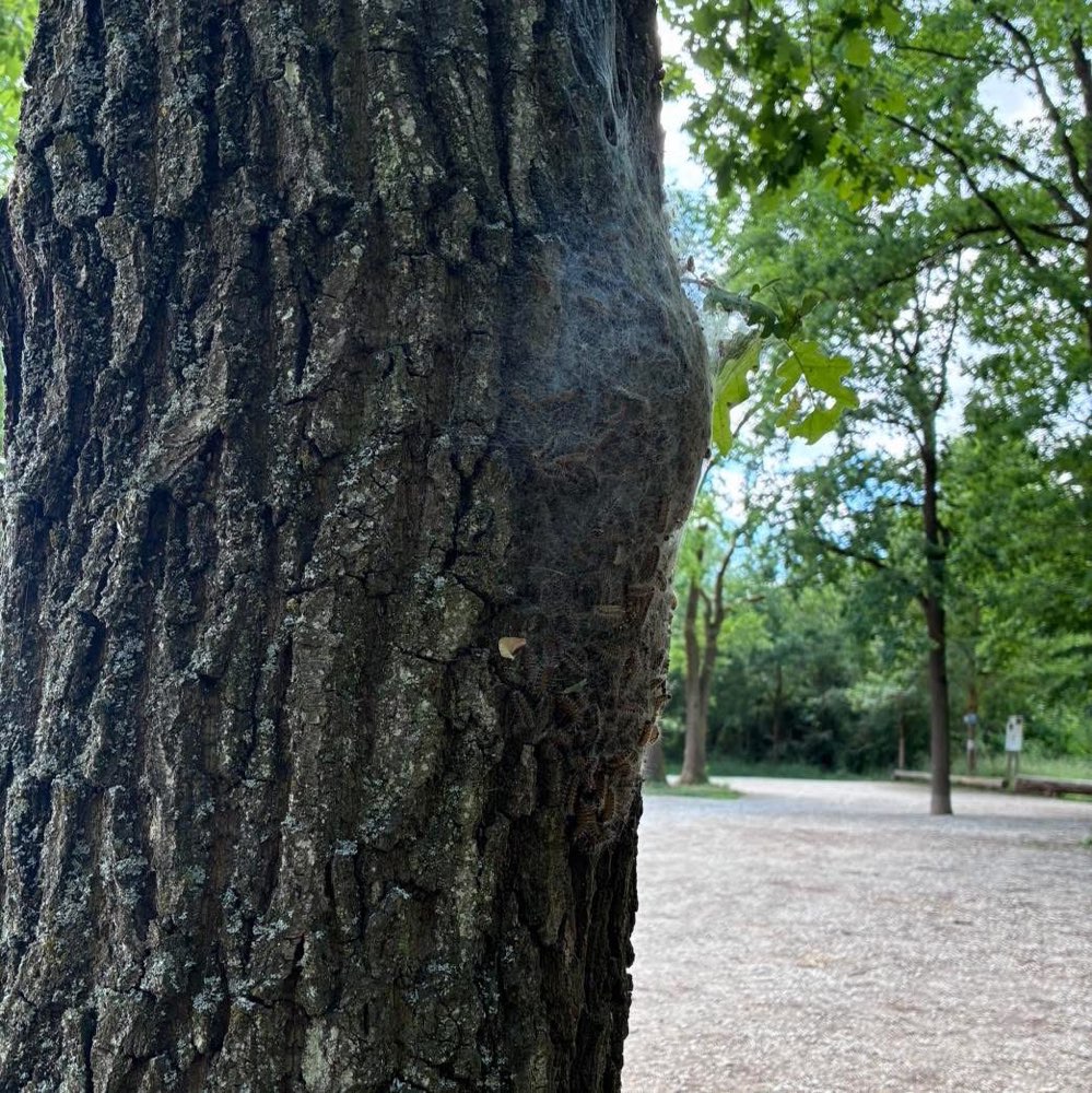 Giftköder-Eichenprozessionsspinner Eichwasen-Profilbild