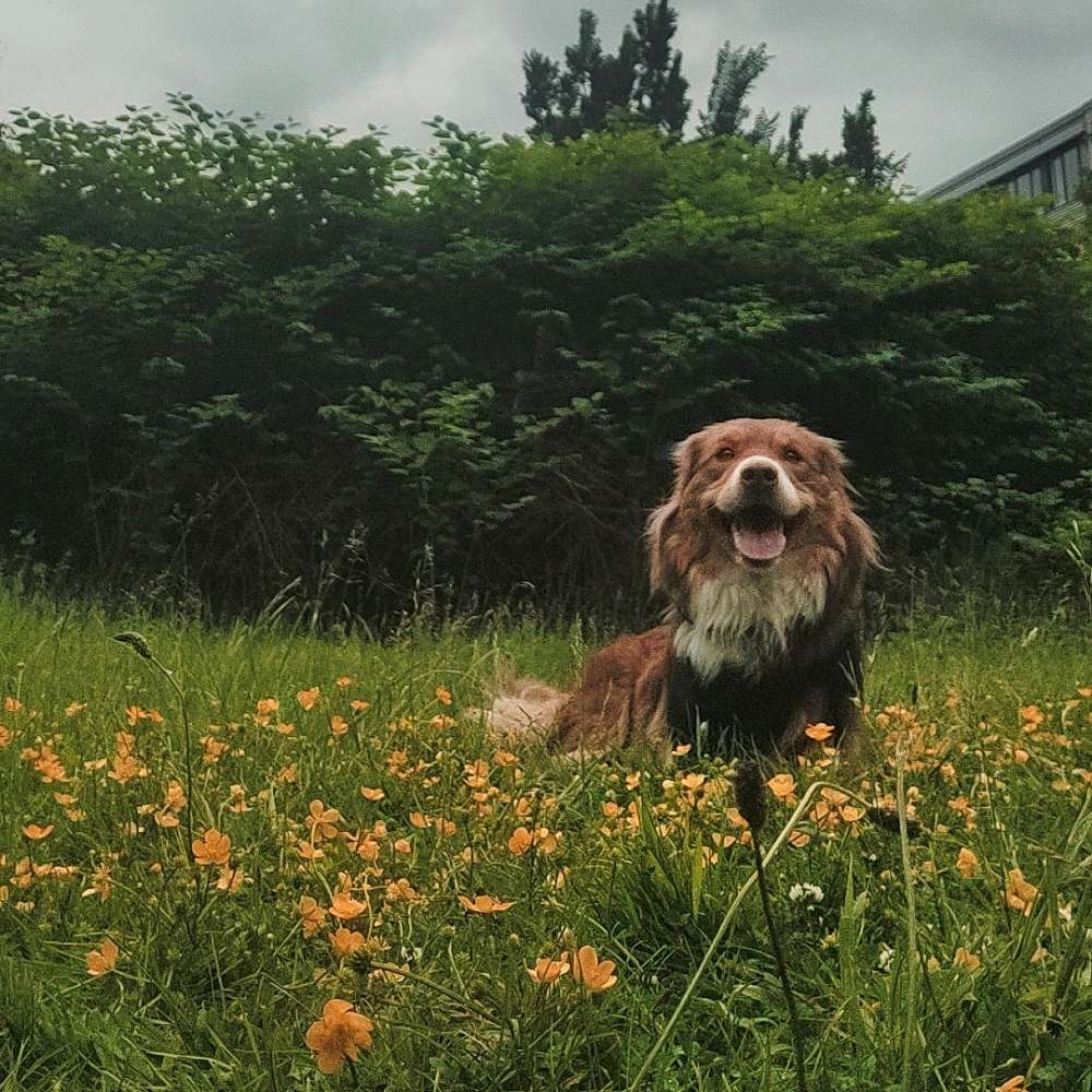 Hundetreffen-Spielpartner zum toben-Profilbild