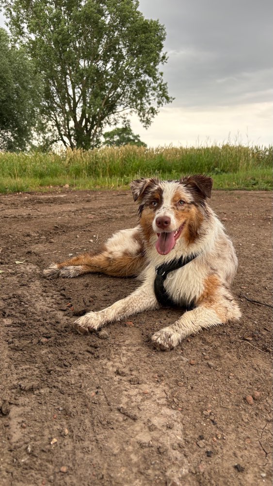 Hundetreffen-Social Walk(er) gesucht!-Profilbild