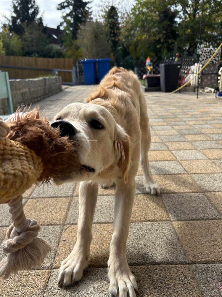 Hundetreffen-Spielfreunde gesucht-Profilbild