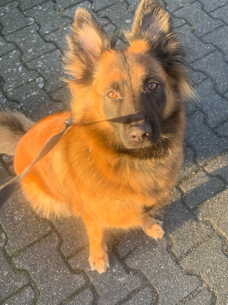 Hundetreffen-Spielfreunde für meine Hündin🦊🤍-Profilbild