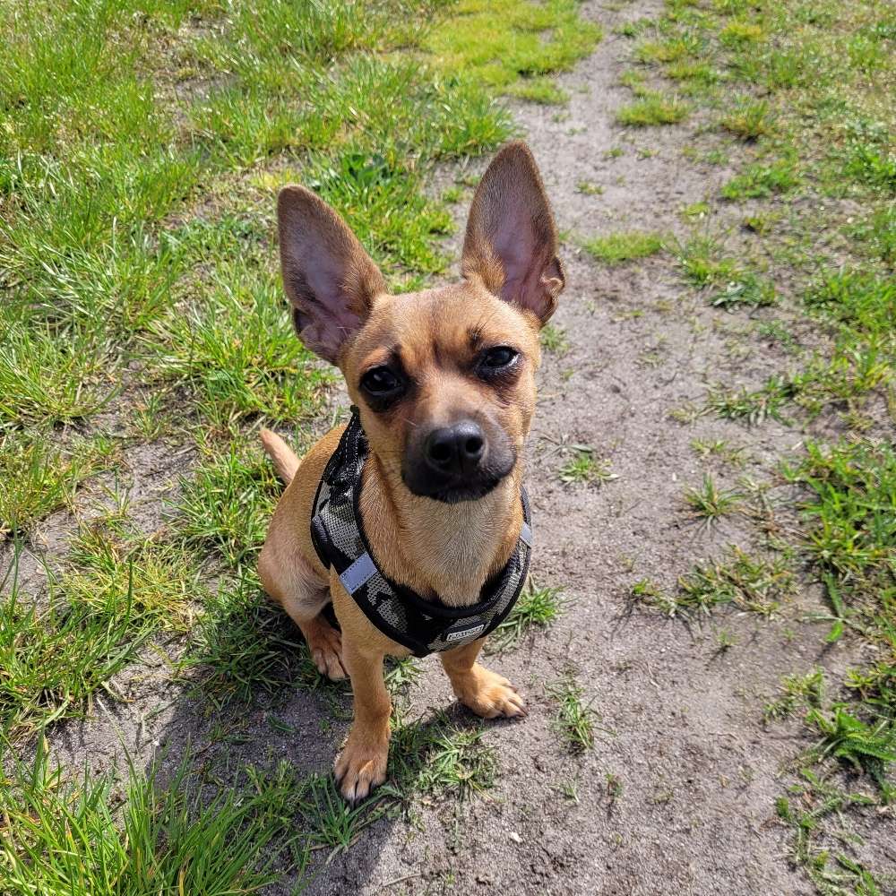 Hundetreffen-Spontane Gassirunde mit Fryda-Profilbild