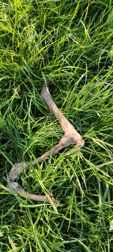 Giftköder-Knochen-Profilbild