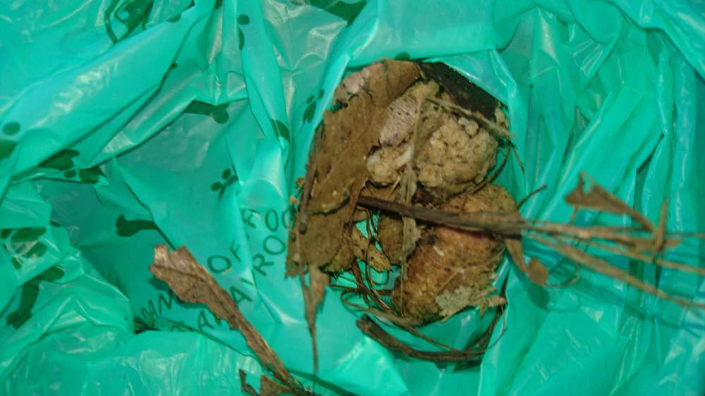Giftköder-Seltsame Fleischbällchen-Profilbild