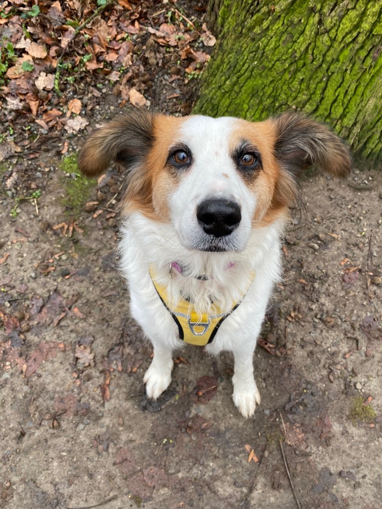 Hundetreffen-Unsichere Hündin sucht sicheren Gassipartner-Profilbild