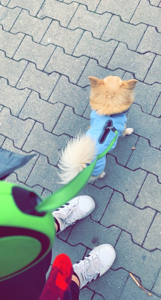 Hundetreffen-Sammy sucht neue Hundefreund*innen-Profilbild