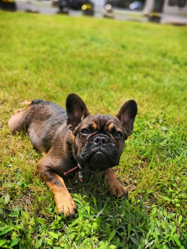 Hundetreffen-Playdate-Profilbild