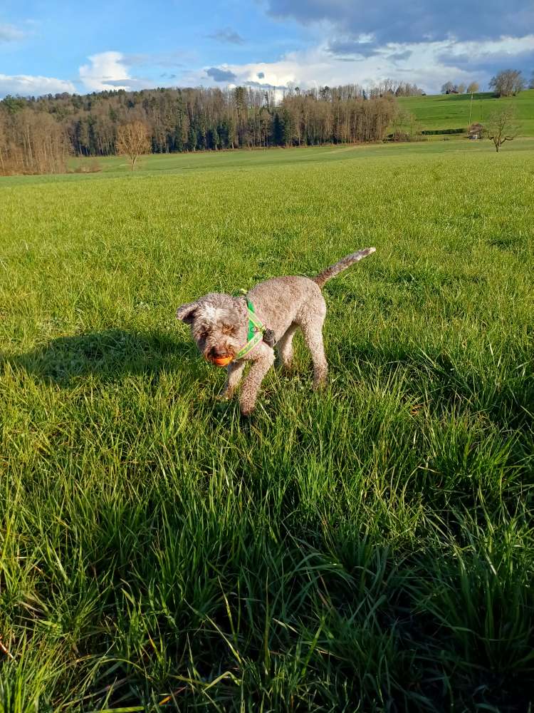 Hundetreffen-Frühlingserwachen gemeinsam entdecken-Profilbild